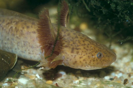 Image of Axolotl