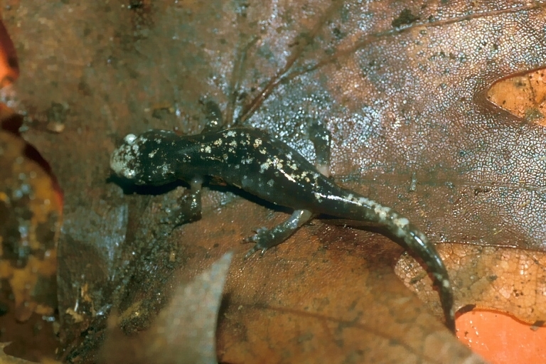 Image of Marbled Salamander