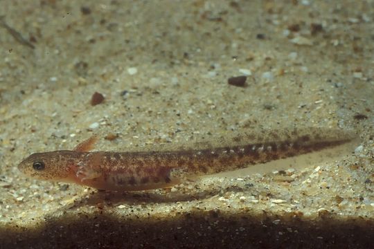 Image of Azerbaijan Newt