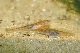 Image of Azerbaijan Newt