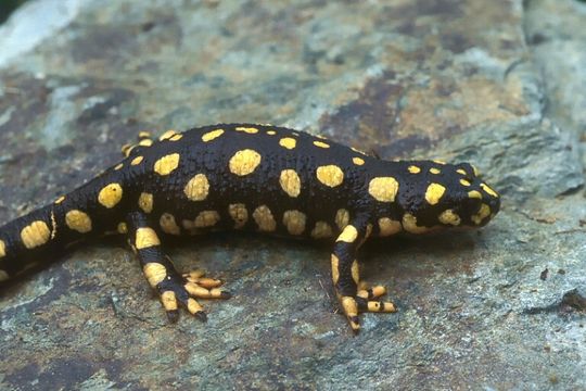 Image of Azerbaijan Newt