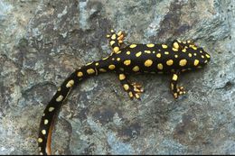 Image of Azerbaijan Newt