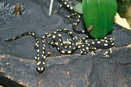 Image of Azerbaijan Newt