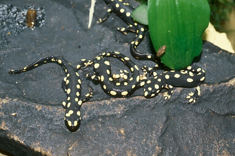 Image of Azerbaijan Newt