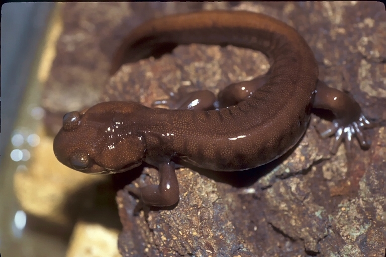 Image of Northwestern Salamander