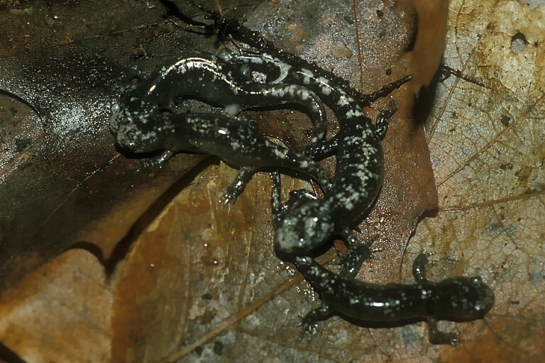 Image of Marbled Salamander