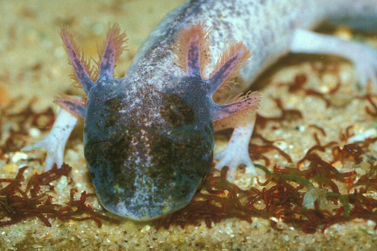 Image of Axolotl