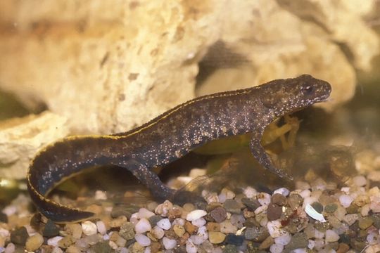 Image of Italian crested newt