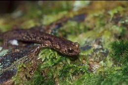 Image of Clouded Salamander