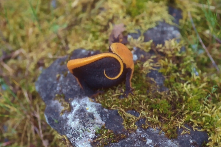 Image of Rough-skinned Newt