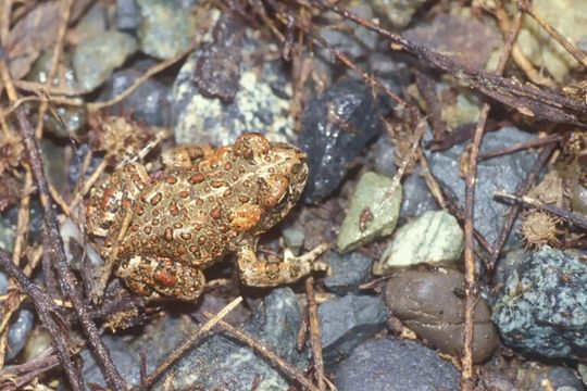 Image of western toad