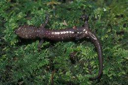 Image of Wandering Salamander