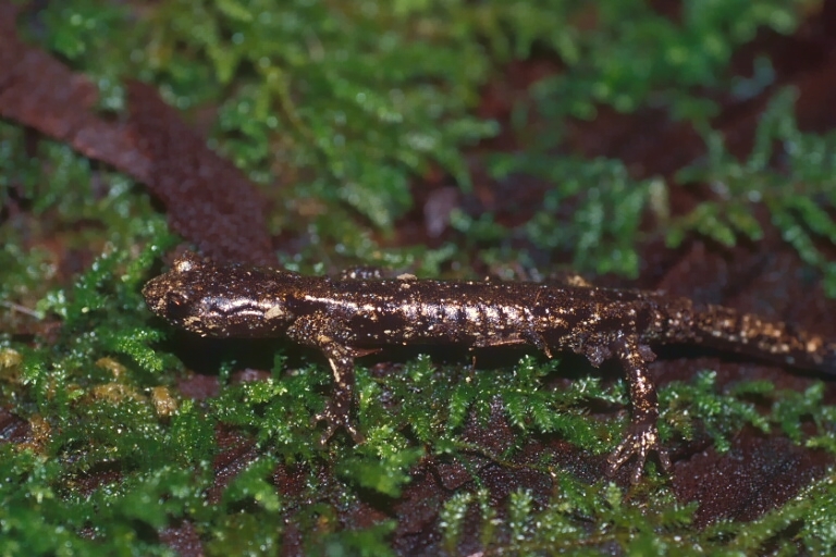 Image of Wandering Salamander