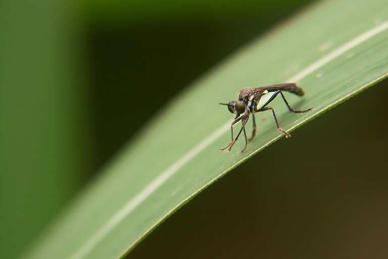 Image de Dioctria hyalipennis (Fabricius 1794)