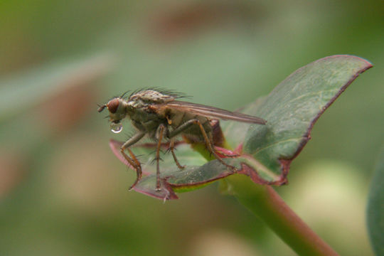 Image of Scathophaga stercoraria (Linnaeus 1758)