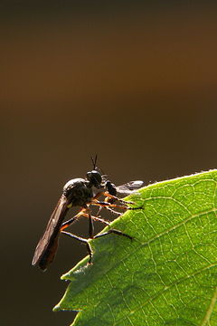 Image of Dioctria hyalipennis (Fabricius 1794)