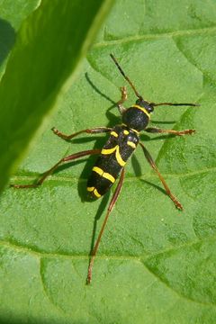 Image of Wasp beetle