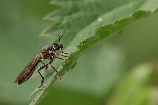 Image of Dioctria hyalipennis (Fabricius 1794)