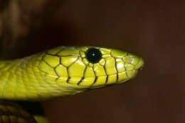 Image of Western Green Mamba