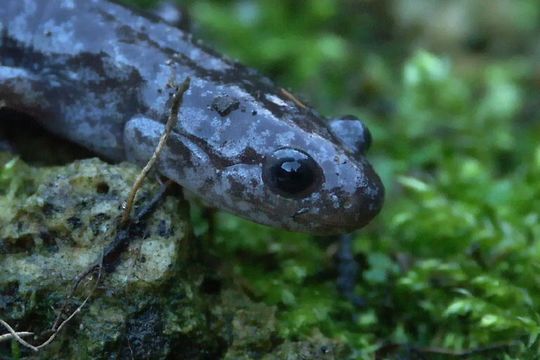 Image of Tohoku Salamander