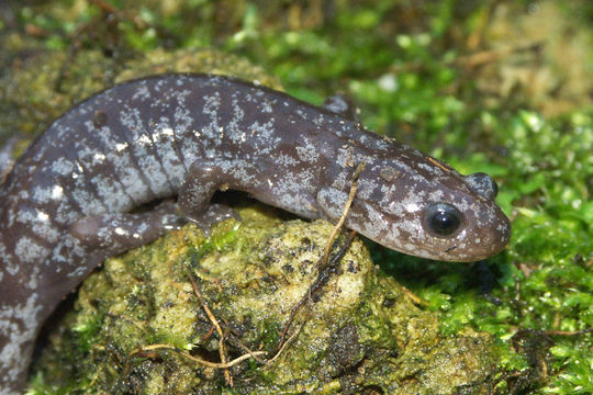 Слика од Hynobius lichenatus Boulenger 1883