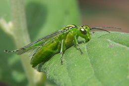 Image of <i>Rhogogaster viridis</i>