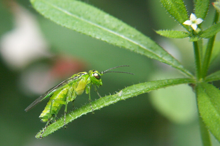 Sivun <i>Rhogogaster viridis</i> kuva