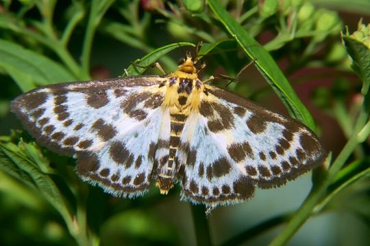 Image of Grass moth