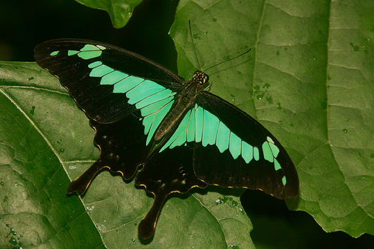 Image de Machaon émeraude