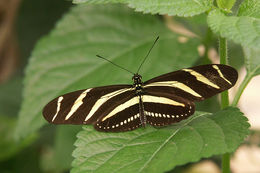 Image of Zebra Longwing