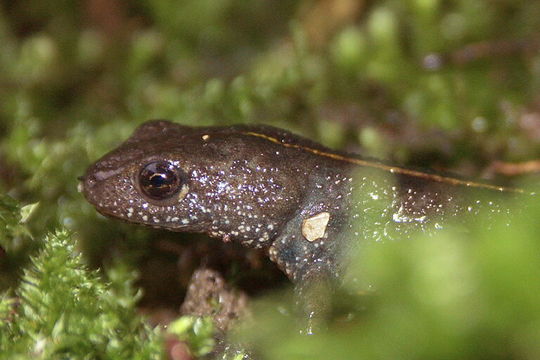 Image of Italian crested newt