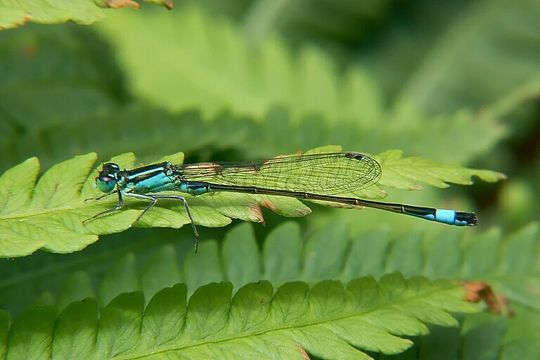 Image of Common Bluetail