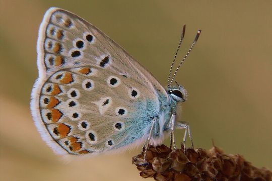 Image of common blue