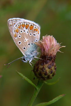 Image of common blue