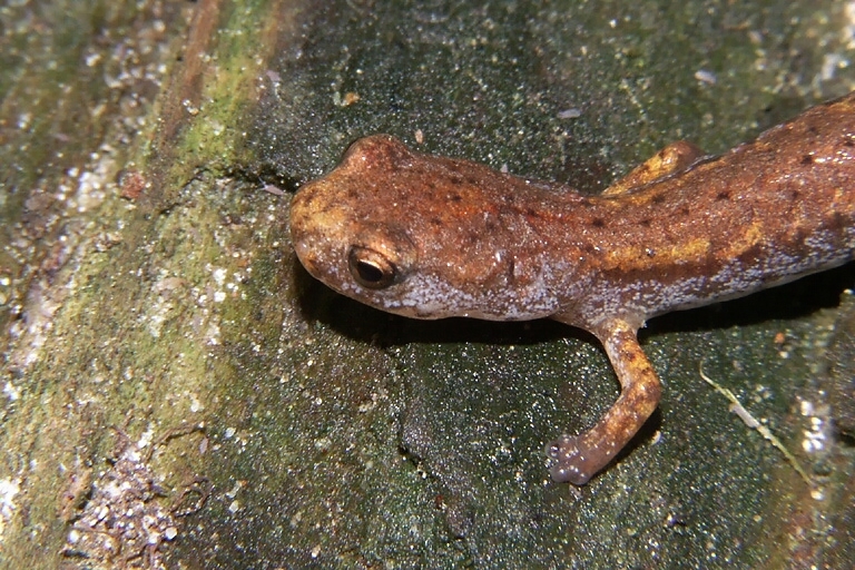 Image of Four-toed Salamander