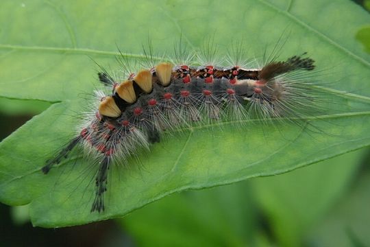 Слика од Orgyia antiqua Linnaeus 1758