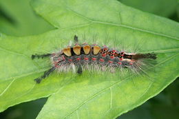 Image of Antique Tussock Moth