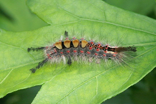 Слика од Orgyia antiqua Linnaeus 1758