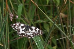 Image of marbled white