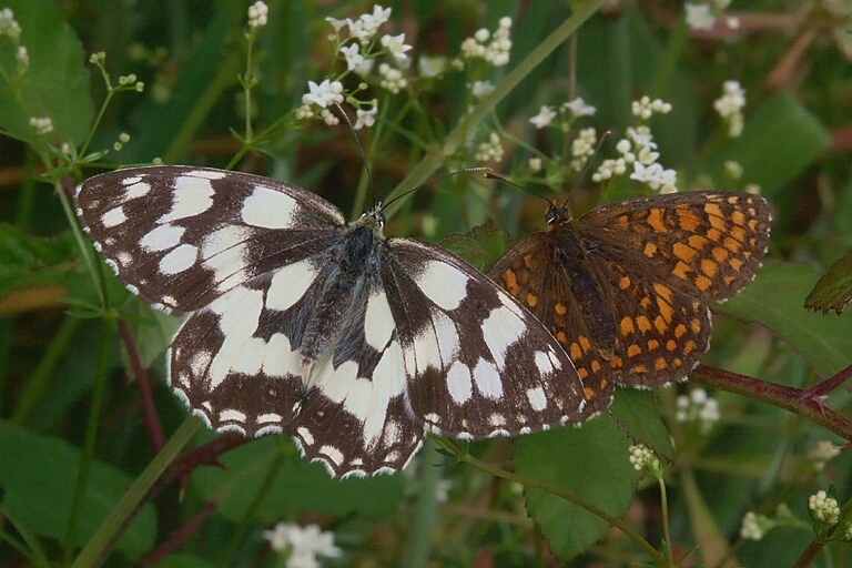 Image of marbled white