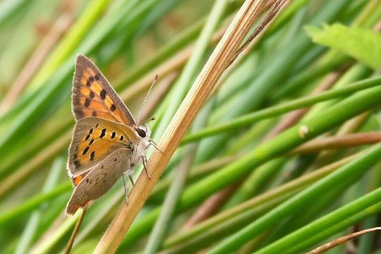 Imagem de Lycaena phlaeas (Linnaeus 1761)