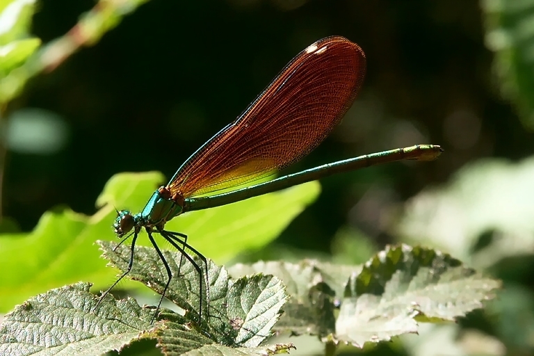 Image of Beautiful Demoiselle