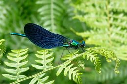 Imagem de Calopteryx virgo (Linnaeus 1758)