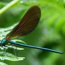 Image of Beautiful Demoiselle