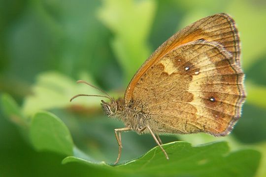 Image of hedge brown