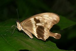 Sivun Papilio dardanus Brown 1776 kuva