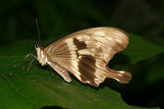 Imagem de Papilio dardanus Brown 1776