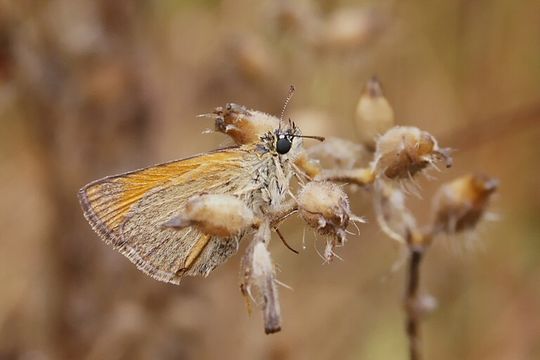 Image of essex skipper