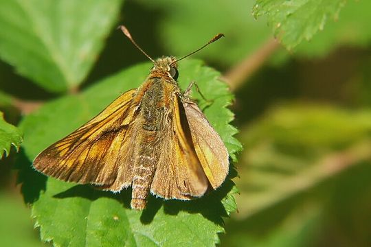 Image of <i>Ochlodes sylvanus</i>