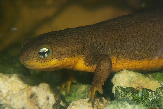 Image of Rough-skinned Newt